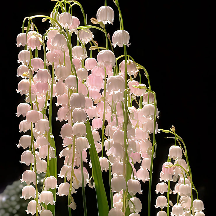 Up to 48%off❤️‍🔥lily of the valley(Convallaria majalis)seeds