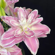 Heavy Lily Bulbs - Lotus Fairy