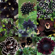 Exclusive Black Wildflower Seed Mix