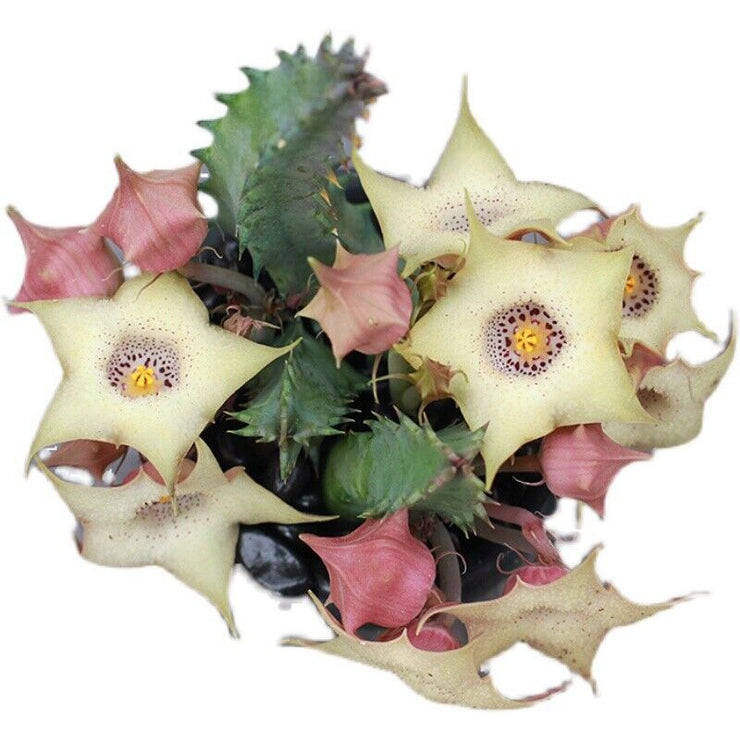 Succulent Plants Huernia blyderiverensis Garden Decoration flower plant SEEDS