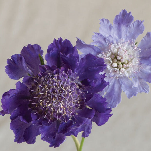 Scabiosa Fama Deep Blue Perennial Flower