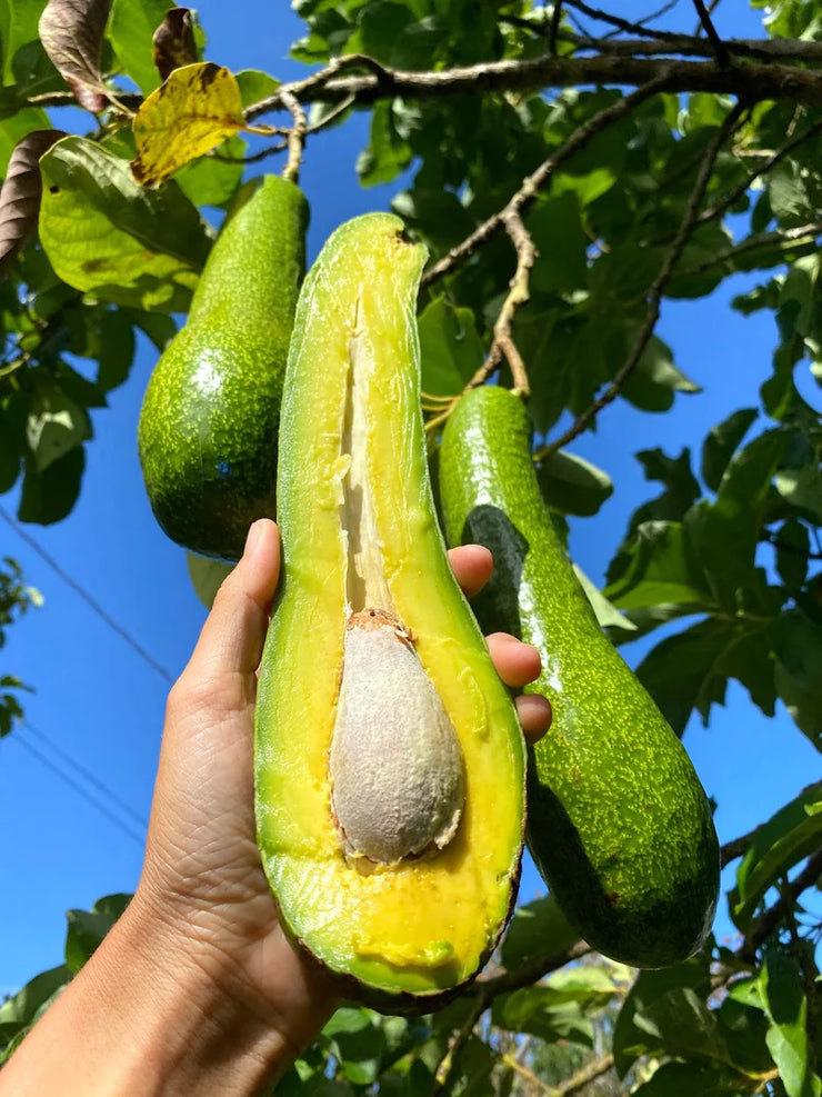 🥑LONG NECK AVOCADO SEEDS