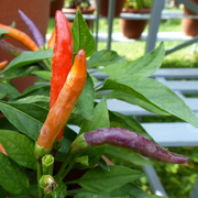 Pepper spicy Garda fireworks 5 PCS fresh seeds, Hot pepper seeds, Spicy pepper seeds, Organic seeds, Non GMO