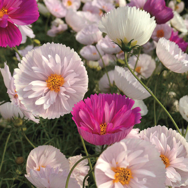 Cosmos 'Cups and Saucers'