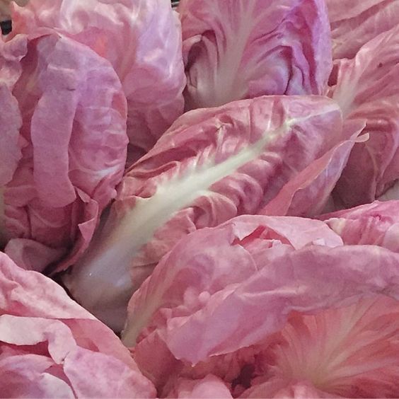 Mantovano Radicchio Seeds, Pink "Lettuce" Cichorium intybus