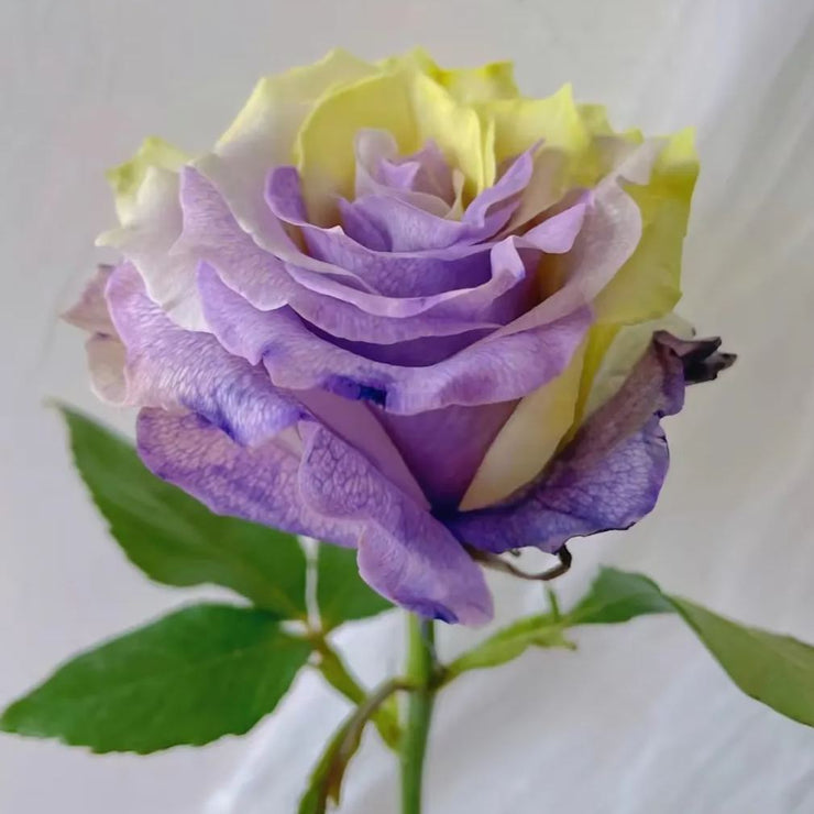 'Two-Color Glazed' Rose Seeds