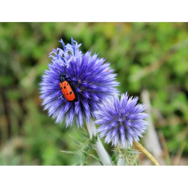 🧿Globe Thistle🧿