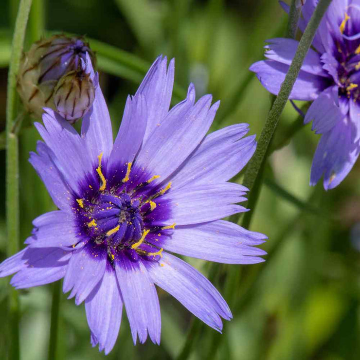 CUPID'S DART (CATANACHE)