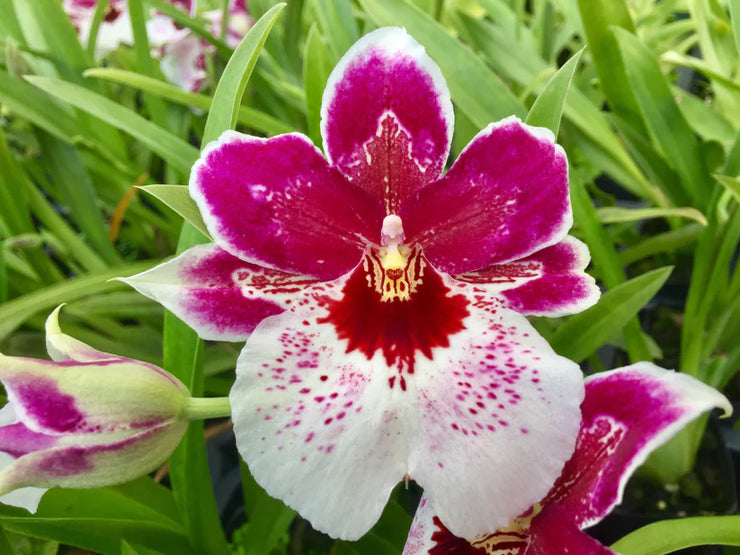 MIX  Orchid Miltoniopsis Breathless 'Beauty'   Seeds