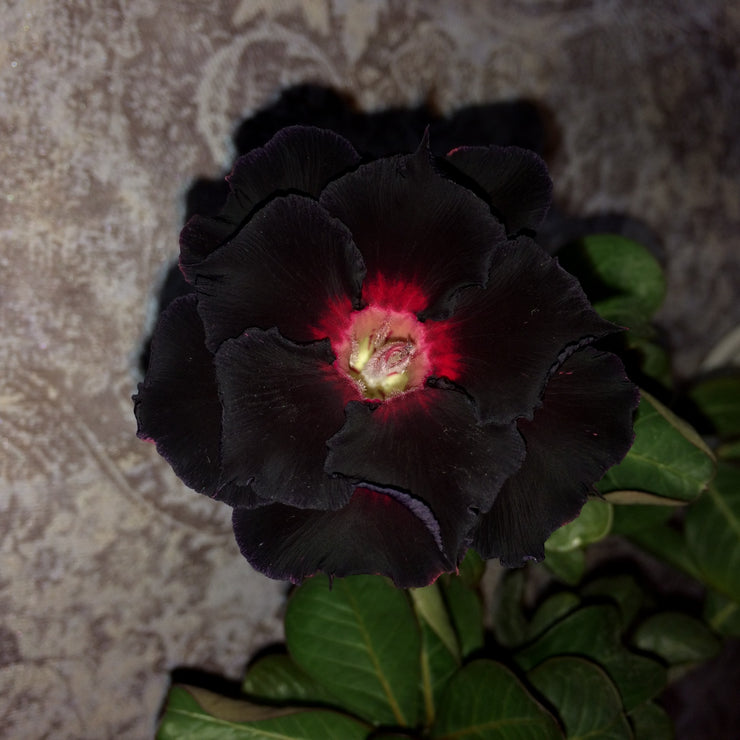 Adeniuum obesum "Black Beauty"