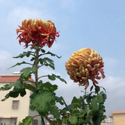 Large Chrysanthemum Seeds-The Red Leaves of Taiping