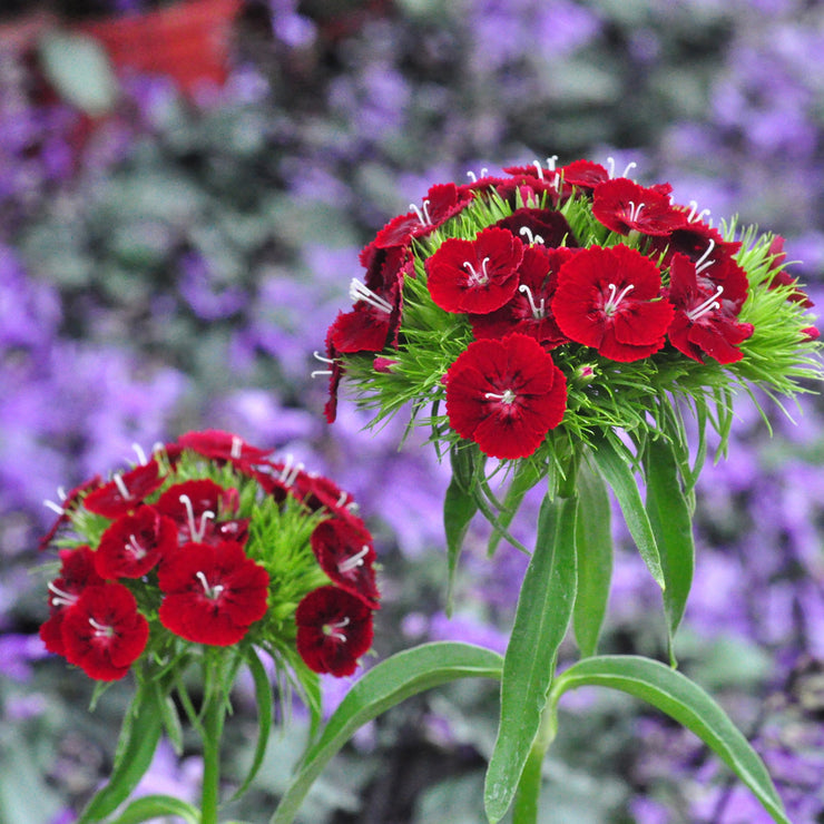 Super cute🤣Dianthus barbatus seeds-Mix color