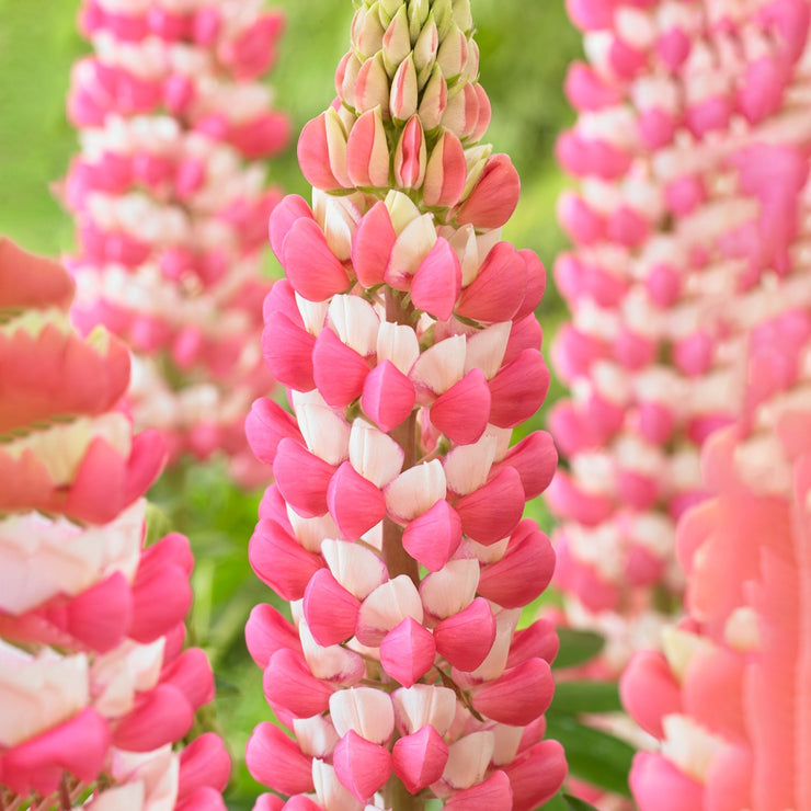 HOT SALL💥Lupine Seeds 🌸🌸🌸