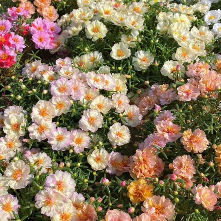 Rose Moss Mix color Seeds