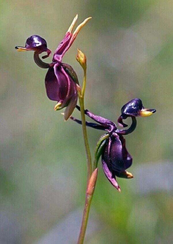 🦆"Major Flying Duck" Dark Purple Orchid Flower Seeds Garden Potted Flower Seeds