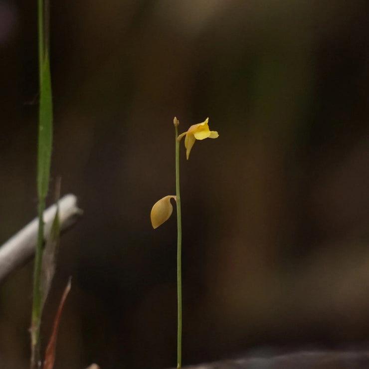 New off🔥Utricularia gibba seeds