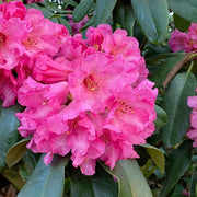 NEW 53%OFF✨Rhododendron lapponicum