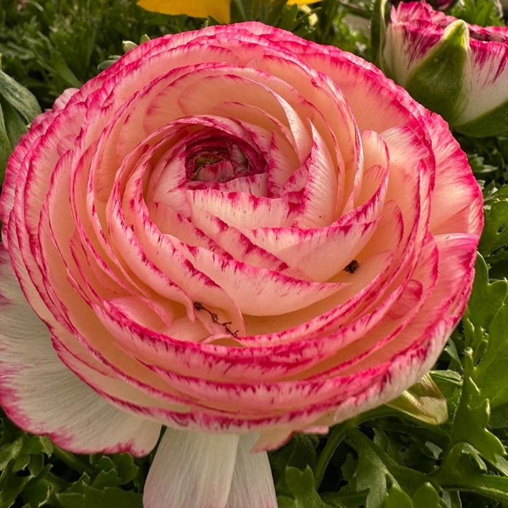 Ranunculus 'Picotee Orange' Seeds