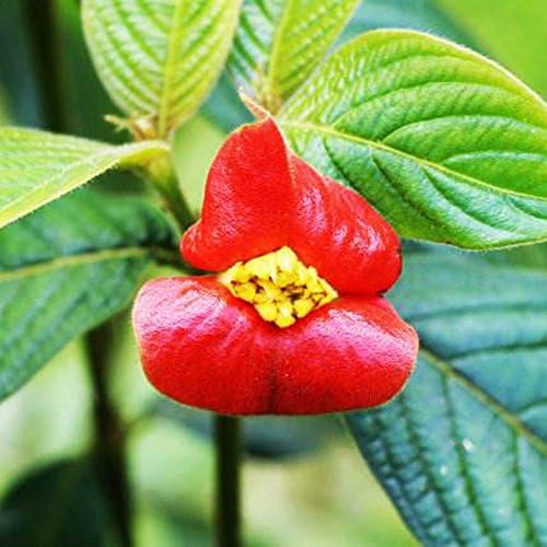 🫦Red Lips Sexy Kiss Pink Flower Seeds
