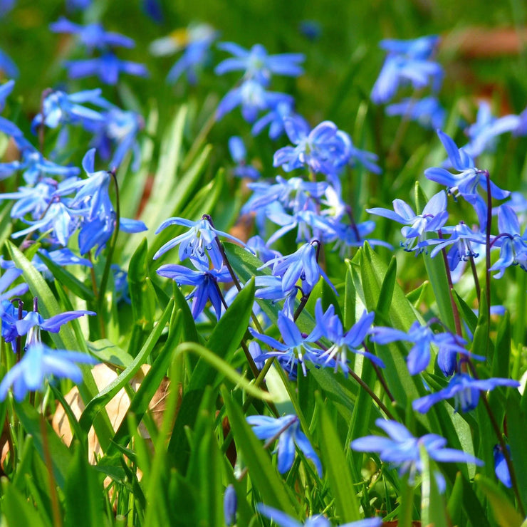 Up to 59%off💥Siberian Squill or Scilla