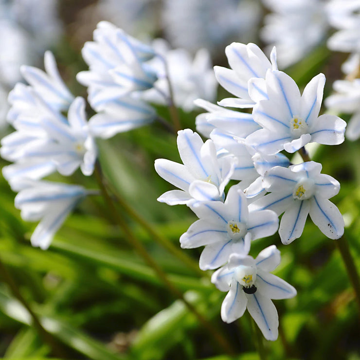 Blue Striped Lily Bulbs~PUSCHKINIA Perennial, Zone 3-9, Plant Now