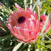 Protea cynaroides Seeds