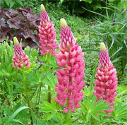 Lupinus 'Gallery Red'