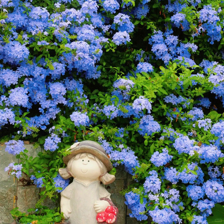 Cape Leadwort Seeds