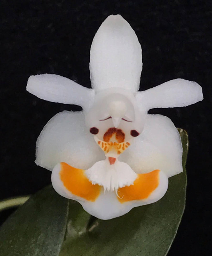 Phalaenopsis lobbii