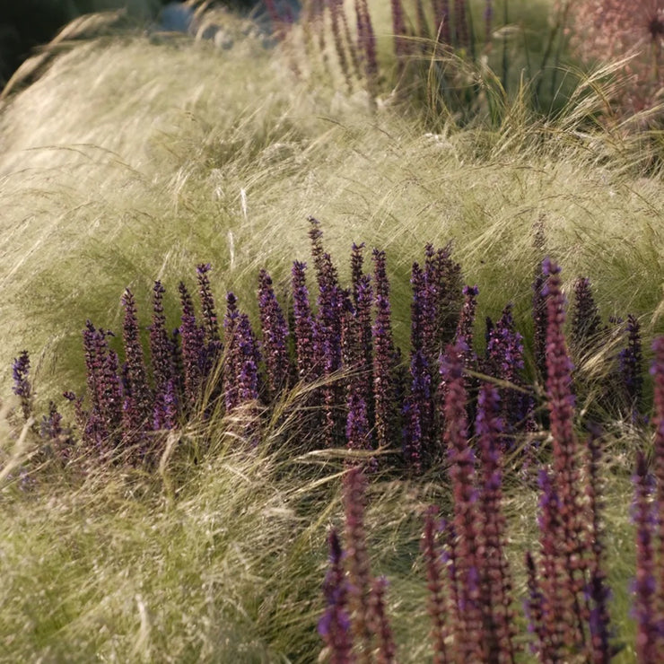 Nassella Tenuissima Seeds