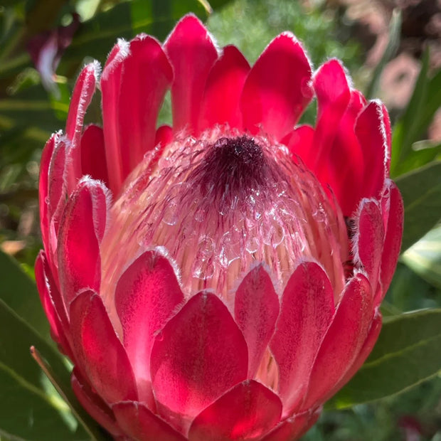 Protea cynaroides Seeds