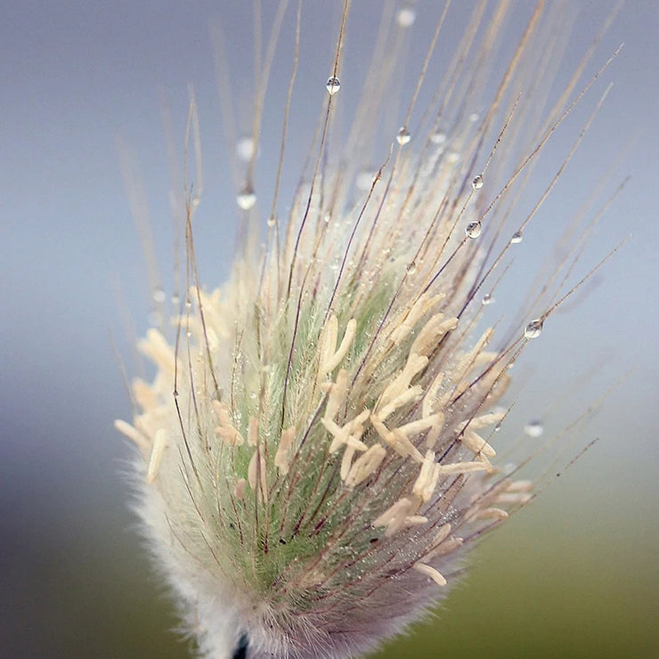 Spring New😍Bunny tail grass