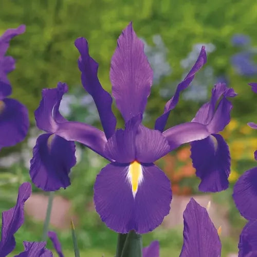 Dutch Iris 'Discovery'