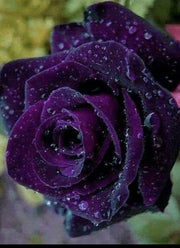 Rare Exotic Dark Purple Rose