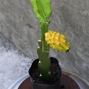 Egrow 50 Pcs/Pack Yellow Pitahaya Seeds Dragon Fruit Hylocereus Undatus Fruit Seeds