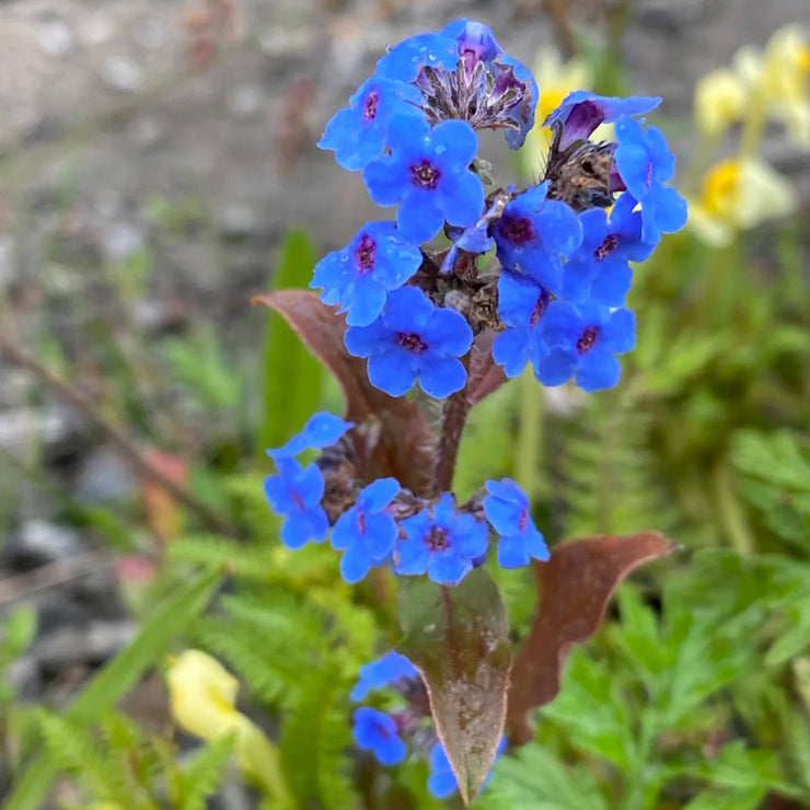 Chinese forget-me-not Seeds