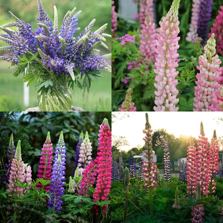 HOT SALL💥Lupine Seeds 🌸🌸🌸