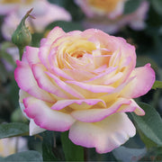 Rosa Peace (Hybrid Tea Rose) Seeds