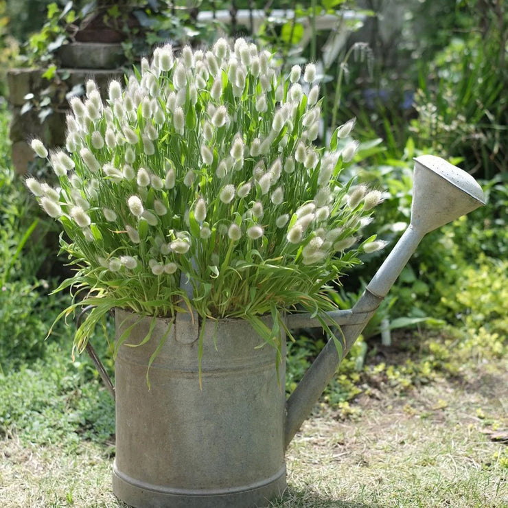 Spring New😍Bunny tail grass