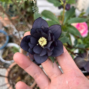 Helleborus Seeds-Black Swan