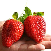 Super Giant Strawberry Fruit Seeds