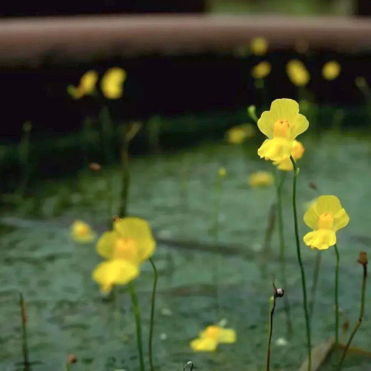 New off🔥Utricularia gibba seeds