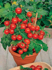 Indoor Red Dwarf Tomato 'Bajaja' Seeds