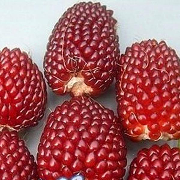 Egrow 50Pcs/Pack Jackfruit Strawberry Seeds Garden Plants Fruit Seeds