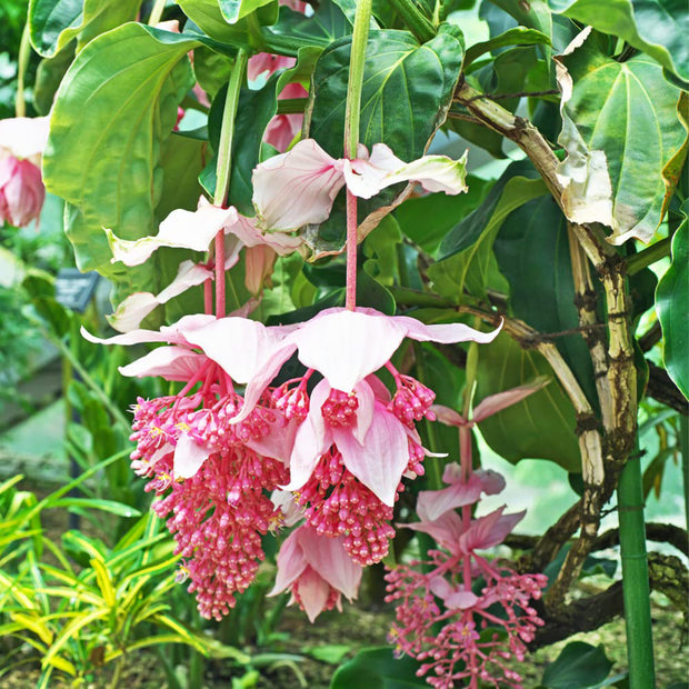 Up to 50%💥Medinilla magnifica seeds
