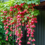 Malus halliana Seeds