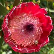 Protea cynaroides Seeds