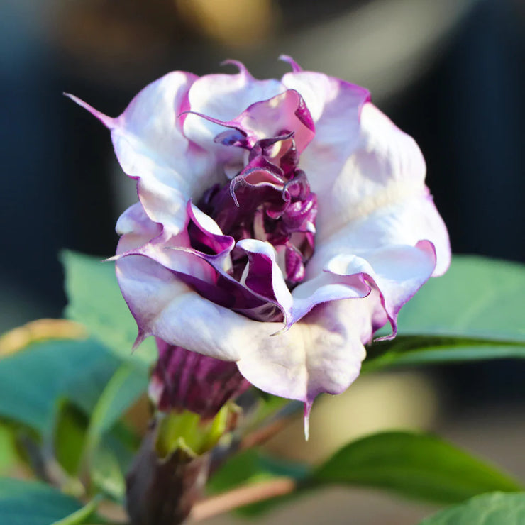 Mandevilla Purple-Devil’s Trumpet Plant