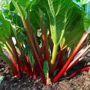 Rhubarb Seeds