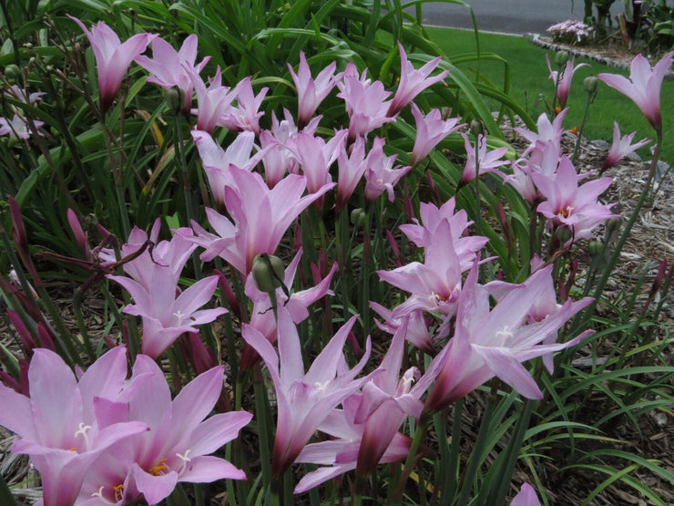Rain Lily, Habranthus Floryi Cherry Pink, 3 bulbs, NEW, RARE, zephyranthes